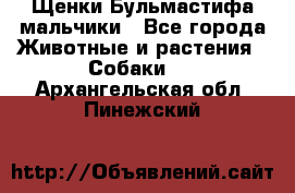 Щенки Бульмастифа мальчики - Все города Животные и растения » Собаки   . Архангельская обл.,Пинежский 
